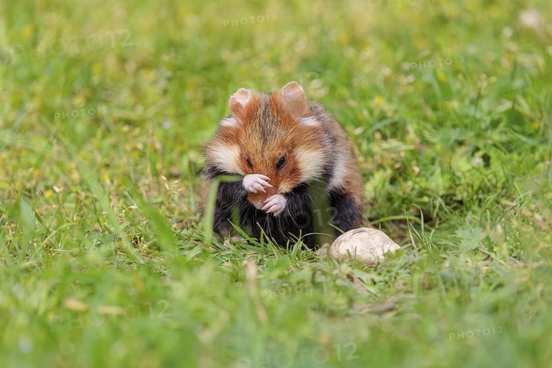 A European hamster (Cricetus cricetus) cleans its snout in a green meadow on a cloudy day