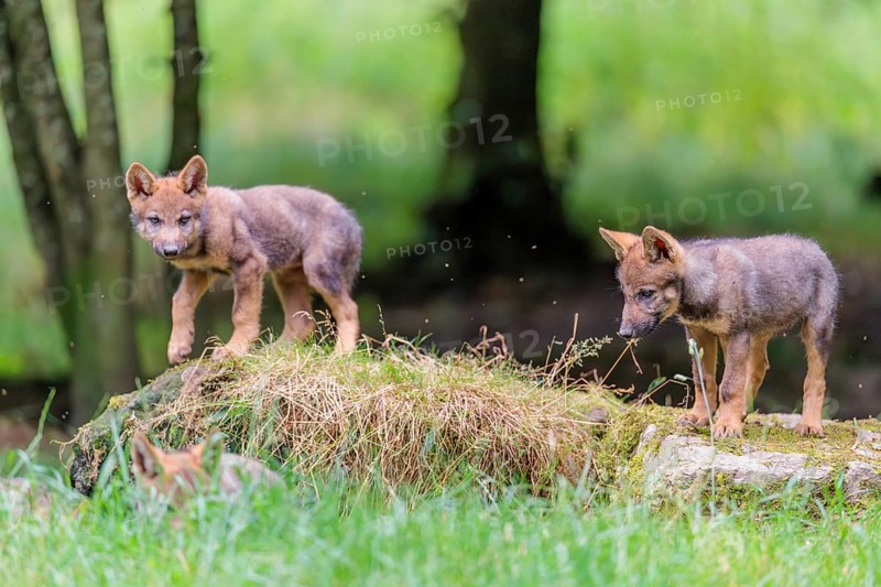 Four gray wolf pups (Canis lupus lupus) stand on, or next to a rock on a small hill at the edge of the forest and observe the other members of the pack