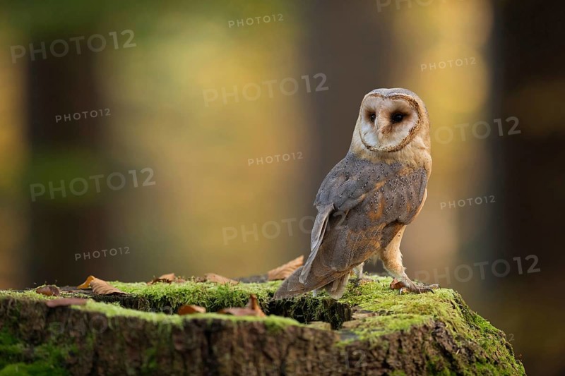 Beautiful... Barn owl (Tyto alba), one of the most beautiful and best known owls native to Europe, sitting on a tree stump in the forest, turning its head, looking around, photograph of an owl in autumn, wildlife, native nature, Rhineland, Lower Rhine, North Rhine-Westphalia, Germany, Western Europe