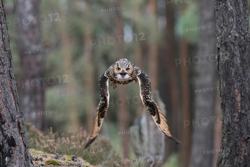 Flying through the forest... Bengal Eagle Owl (Bubo bengalensis), also known as Indian Eagle Owl in flight, flies directly at the camera, frontal shot, intense eye contact, dynamic, expressive image, capitve