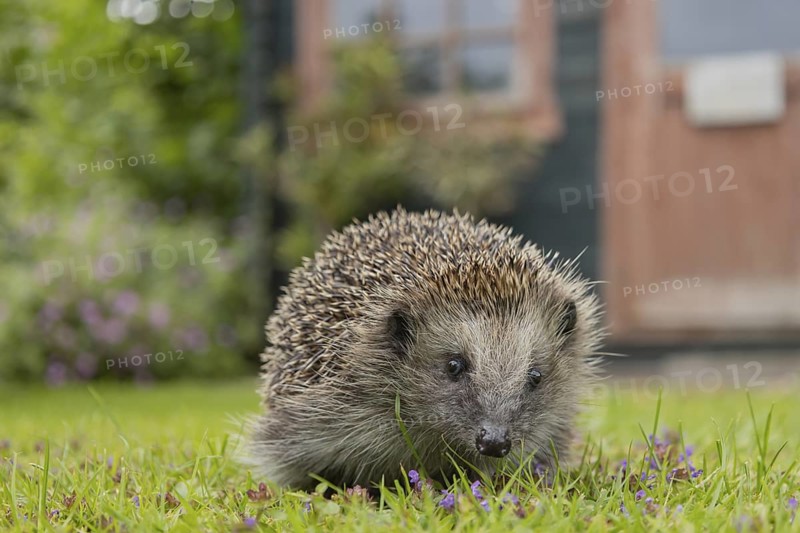 European hedgehog (Erinaceus europaeus) adult animal on an urban garden grass lawn with a wooden shed in the background, England, United Kingdom