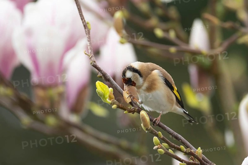 European goldfinch (Carduelis carduelis) adult bird feeding on a garden Magnolia tree in spring, England, United Kingdom