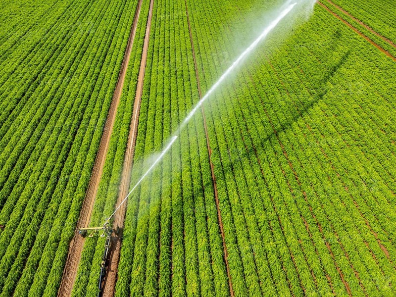 Artificial irrigation with a sprinkler system in a field where carrots are grown, near Kerken, on the Lower Rhine, North Rhine-Westphalia, Germany
