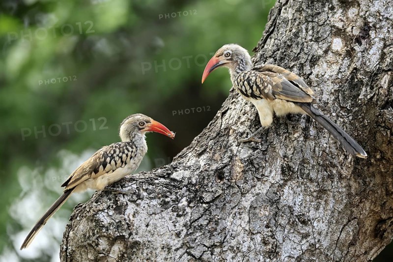 Mopanetoko (Tockus rufirostris), Southern Red-billed Hornbill, adult, pair, on tree, at breeding den, with food, Kruger, Kruger National Park, South Africa