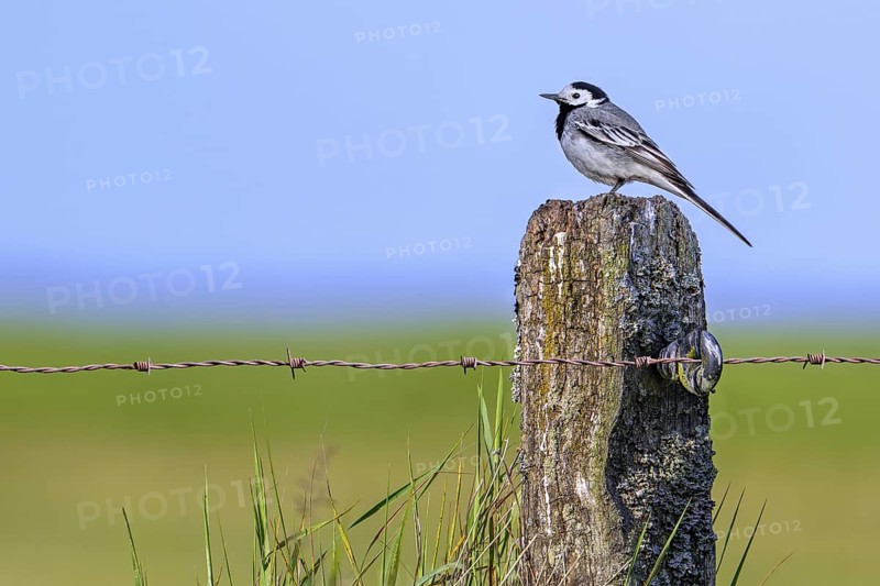 White wagtail (Motacilla alba alba) male perched on weathered wooden fence post with barbed wire along meadow in late spring, early summer