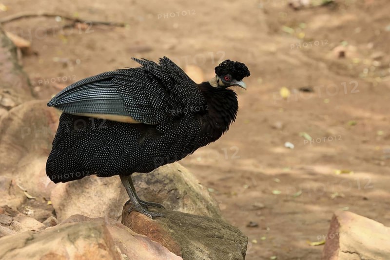 Ruffed Guinea Fowl (Guttera pucherani), adult, on the ground, alert, foraging, Kruger, Kruger National Park, South Africa