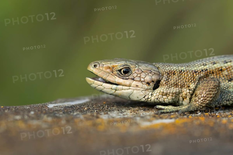 Common lizard (Zootoca vivipara) adult reptile with its mouth open on a wooden sleeper, England, United Kingdom
