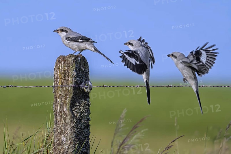 Great grey shrike (Lanius excubitor) juvenile. Sequence of bird landing on wooden fence post with barbed wire along meadow late spring, early summer