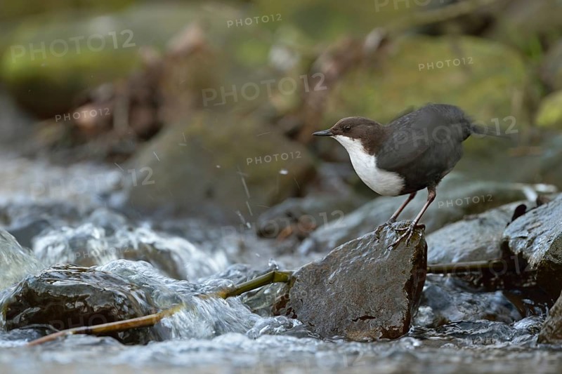 Feather care... White-throated Dipper (Cinclus cinclus) standing on a stone on the bank at the edge of a fast-flowing torrent, small river, typical habitat, shaking out plumage, wildlife, native nature, Sauerland, Bergisches Land, North Rhine-Westphalia, Germany, Western Europe