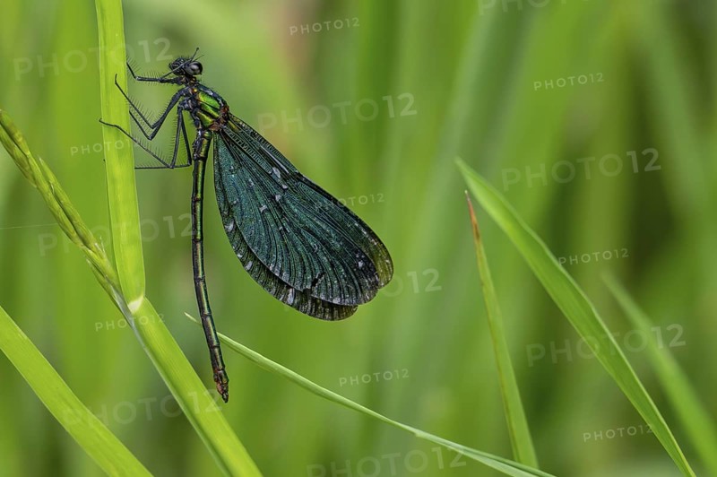 Beautiful demoiselle (Calopteryx virgo) male damselfly clinging to leaf of water plant along stream in forest in early summer