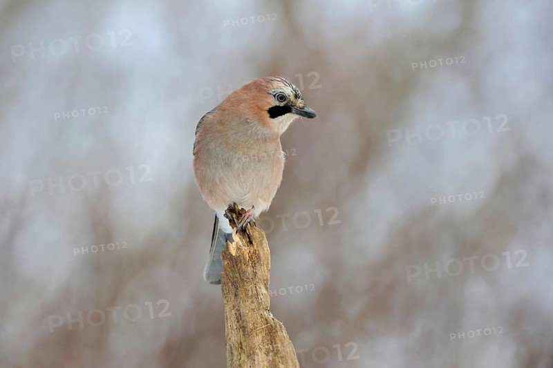 On top... Eurasian Jay (Garrulus glandarius), adult bird, sitting exposed on the top of an old rotten tree, looking around attentively, looking for the overview, guardian of the forest, soft light, soft colours, wildlife, native nature, funny picture, Lower Rhine, North Rhine-Westphalia, Rhineland, Germany, Western Europe