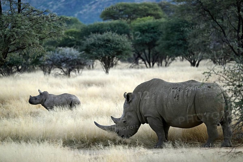 White rhinoceros (Ceratotherium simum) mother with young in Namibia
