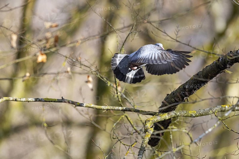 Stock Dove (Columba oenas) Pairs Germany