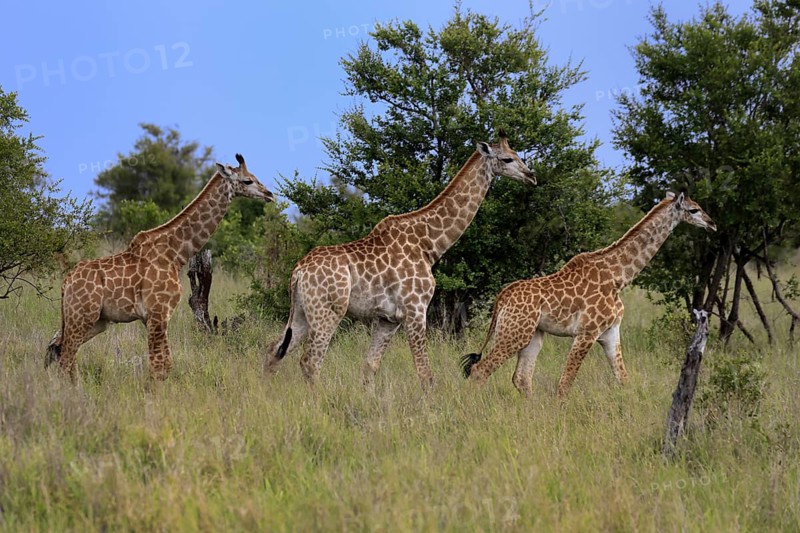 Cape giraffe, (Giraffa camelopardalis giraffa), young animals, group, running, Kruger, Kruger National Park, South Africa