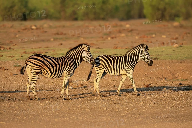 Burchell's zebra (Equus quagga burchelli), Burchell's zebra, adult, two animals, foraging, Kruger, Kruger National Park, South Africa
