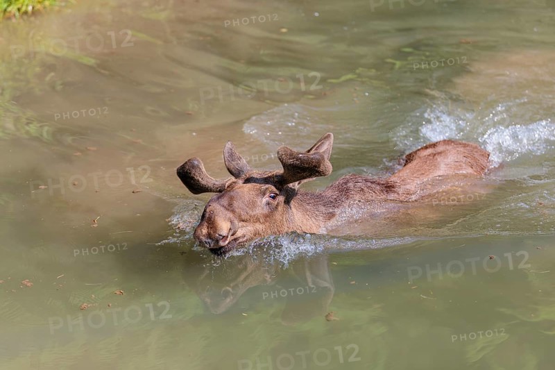 An aggressive bull moose (Alces alces) swims in a stream on a sunny day