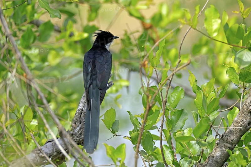 Cape Cuckoo (Clamator levaillantii), adult, on tree, alert, Kruger, Kruger National Park, South Africa