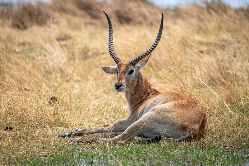 Letschwe or lychee moor antelope (Kobus leche), sitting in dry grass, Okavango Delta, Moremi Game Reserve, Botswana