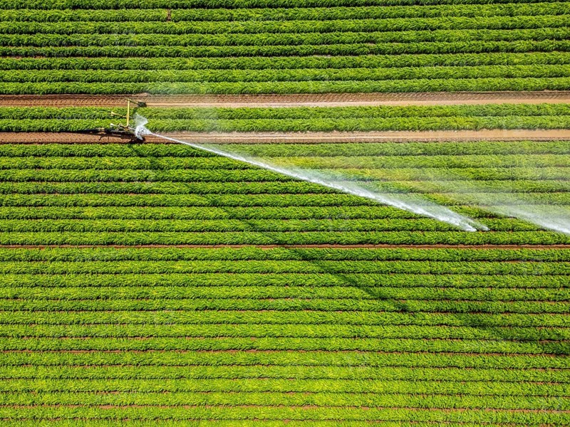 Artificial irrigation with a sprinkler system in a field where carrots are grown, near Kerken, on the Lower Rhine, North Rhine-Westphalia, Germany