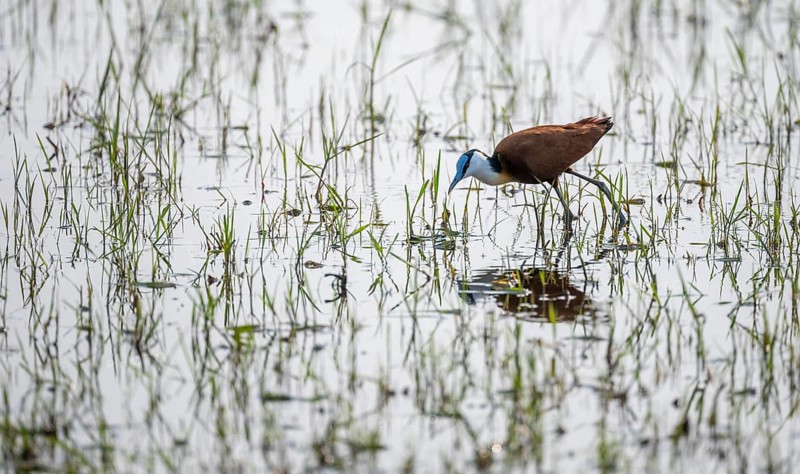 Blue-fronted Jacamar Sandgrouse (Actophilornis africanus) foraging in the water, Okavango Delta, Moremi Game Reserve, Botswana