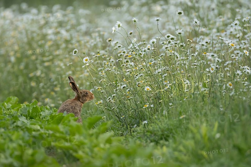 European brown hare (Lepus europaeus) adult animal on the edge of a farmland sugar beet field next to a wildflower margin with Oxeye daisy flowers, England, United Kingdom