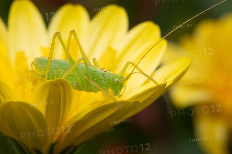 Oak bush cricket (Meconema thalassinum) adult insect on a garden yellow flower, England, United Kingdom