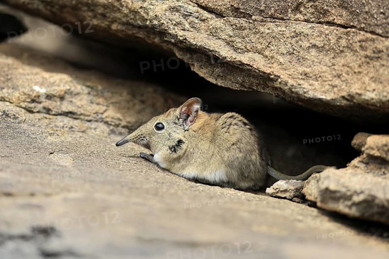 Short-eared elephant shrew (Macroscelides probosideus), adult, foraging, Mountain Zebra National Park, Eastern Cape, South Africa