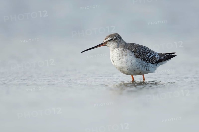 Migrant in the Wadden Sea... Spotted Redshank (Tringa erythropus), breeding bird of the Arctic and the far north, migratory bird, typical limicole, wading bird, belongs to the snipe family, long legs and long bill, rather rare, native, Lower Saxony, Germany