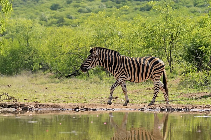 Burchell's zebra (Equus quagga burchelli), Burchell's zebra, adult, at the water, waterhole, running, Kruger, Kruger National Park, South Africa