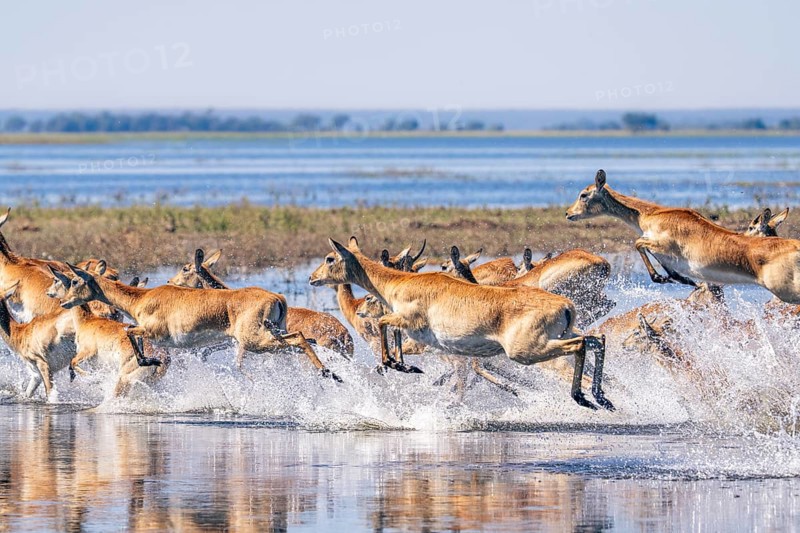 Red Lechwe herd, Kobus leche, running for crossing the Chobe river. Wild antelopes in natural habitat action, showing water crossing and agile movement. Chobe National Park, Botswana