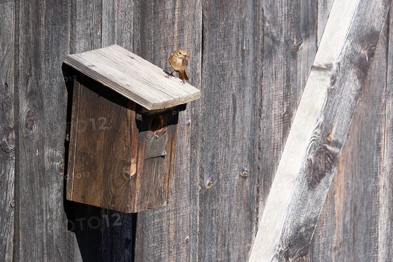 A redstart (Phoenicurus phoenicurus) female sits on a birdhouse and has insects in her beak, animal photo, bird, bird species, nature photo, wildlife, fauna, Morter, Latsch, Italy