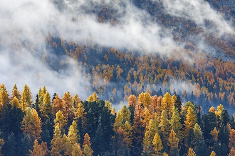 Coniferous forest with larches and spruces interspersed with fog, Engadin, Canton Graubünden, Switzerland
