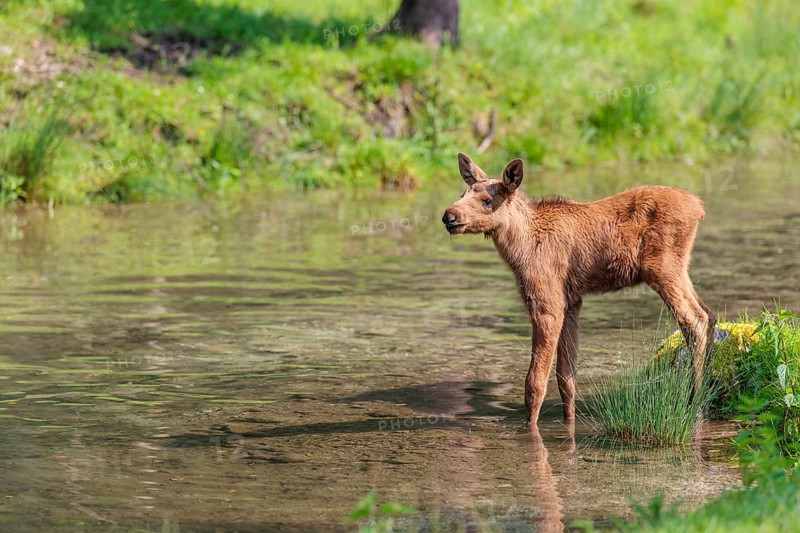 A Moose calf (Alces alces) stands in a shallow stream and looks around