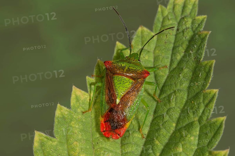 Wipfel-Stachelwanze (Acanthosoma haemorhoidale) sitting on a stinging nettle leaf, Baden-Württembergt, Germany