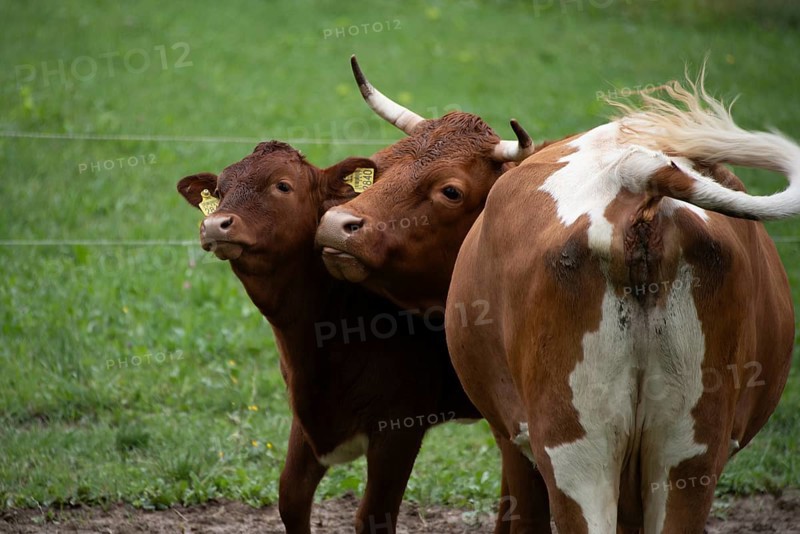 Cow and calf standing close together in the pasture, Zgornje Jezersko, Gorenjska, Slovenia