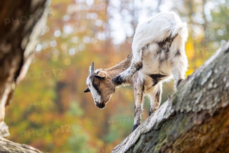 Domestic goat (Capra hircus) standing on a wood in autumn, Bavaria, Germany