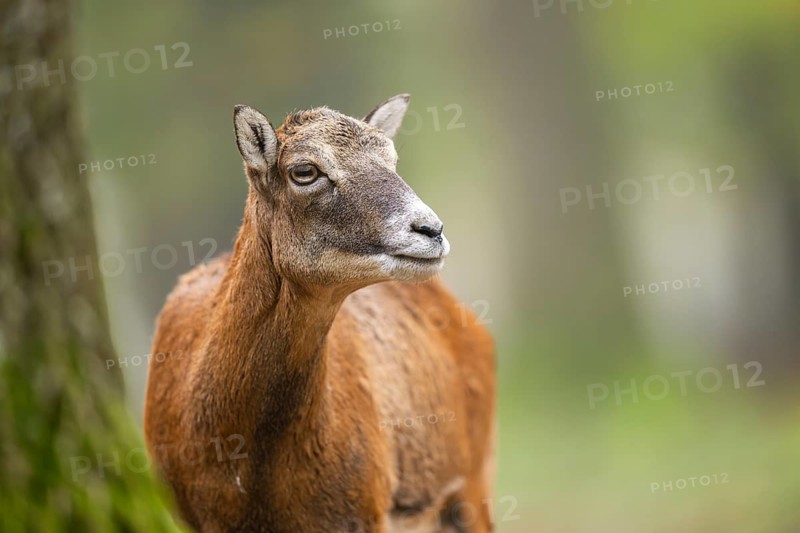 European mouflon (Ovis aries musimon) sheep (female) standing in a forest in autumn, portrait, Bavaria, Germany