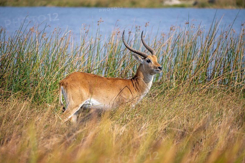 Letschwe or lychee moor antelope (Kobus leche), in dry grass by a river, Okavango Delta, Moremi Game Reserve, Botswana