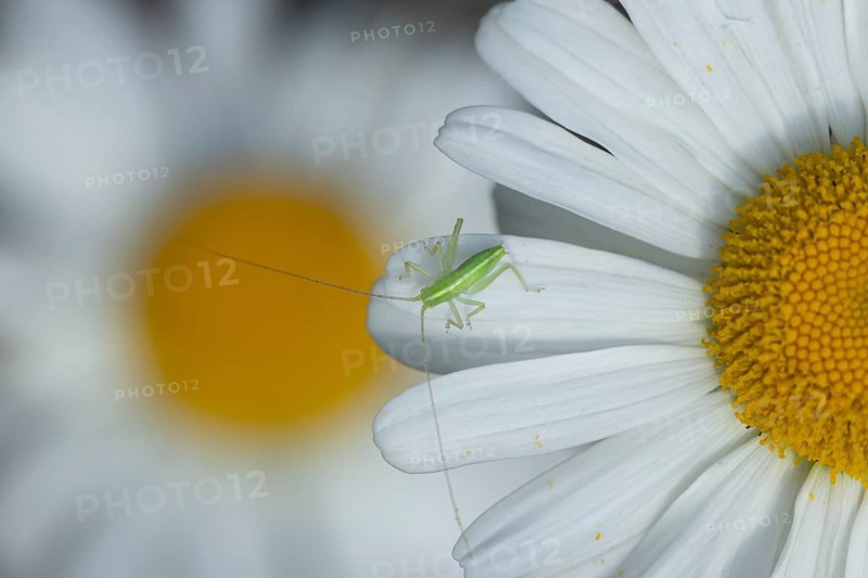 Oak bush cricket (Meconema thalassinum) juvenile baby insect on an Oxeye daisy flower, England, United Kingdom
