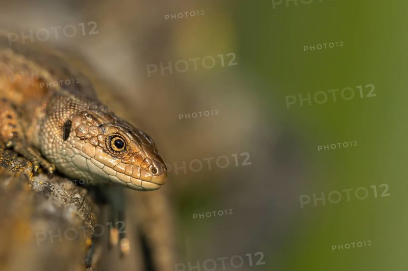 Common lizard (Zootoca vivipara) adult reptile resting on a wooden sleeper, England, United Kingdom