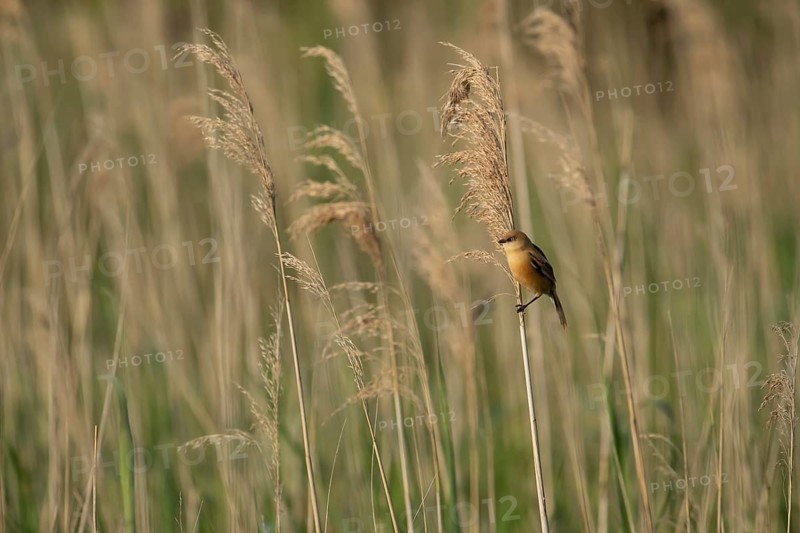 Bearded tit or reedling (Panurus biarmicus) juvenile bird on a Common reed (Phragmites australis) stem in a reed bed, England, United Kingdom