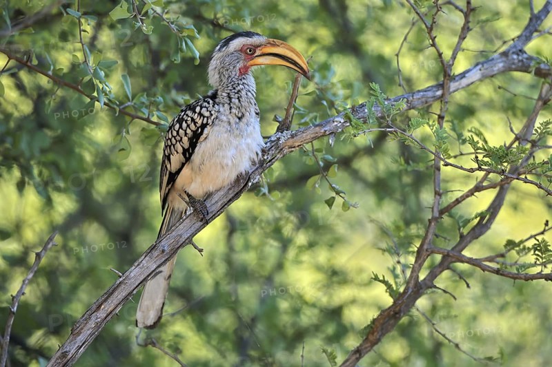 Southern Yellow-billed Hornbill (Tockus leucomelas), Red-ringed Hornbill, adult, on tree, alert, Kruger, Kruger National Park, South Africa