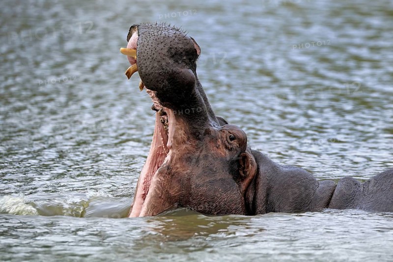 Hippopotamus (Hippopatamus amphibius), adult, in water, yawning, threatening, portrait, Kruger, Kruger National Park, South Africa