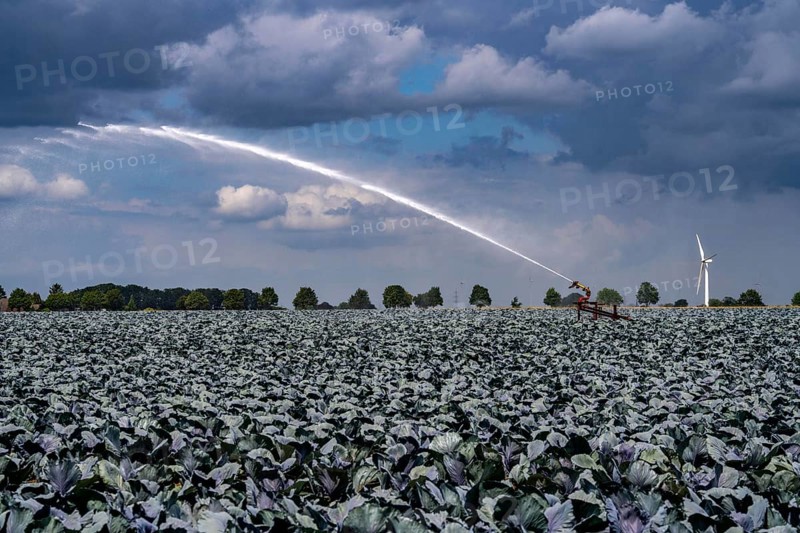 Agriculture, artificial irrigation of a field, irrigation system, cabbage cultivation, red cabbage, near Kempen on the Lower Rhine, North Rhine-Westphalia, Germany