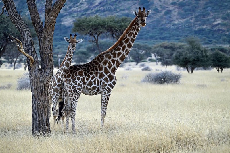 Giraffe (Giraffa camelopardalis giraffa) mother with young in early morning light, Namibia