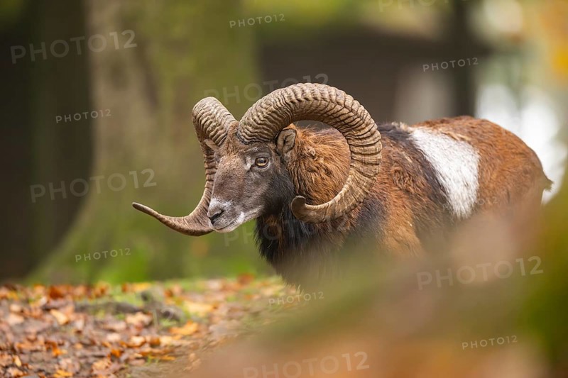 European mouflon (Ovis aries musimon) ram (male) walking in a forest in autumn, Bavaria, Germany
