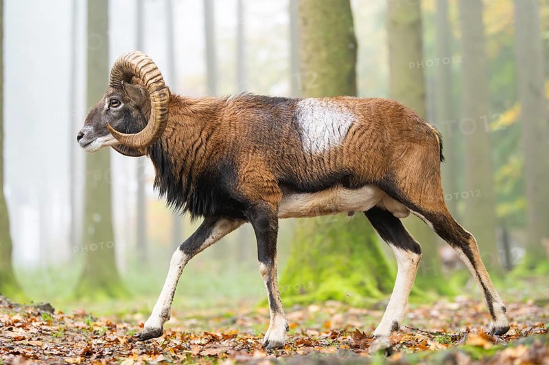 European mouflon (Ovis aries musimon) ram (male) walking in a forest in autumn, Bavaria, Germany