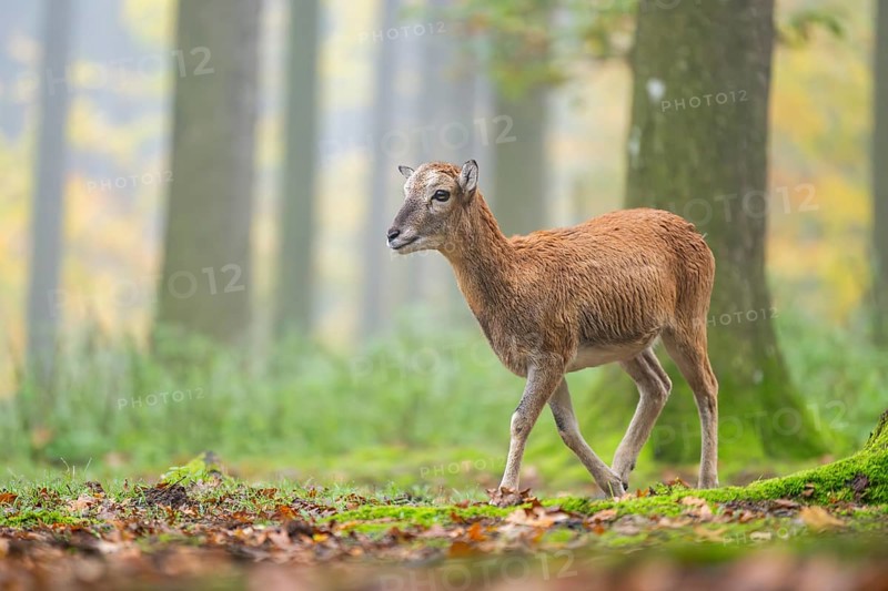 European mouflon (Ovis aries musimon) sheep (female) walking in a forest in autumn, Bavaria, Germany