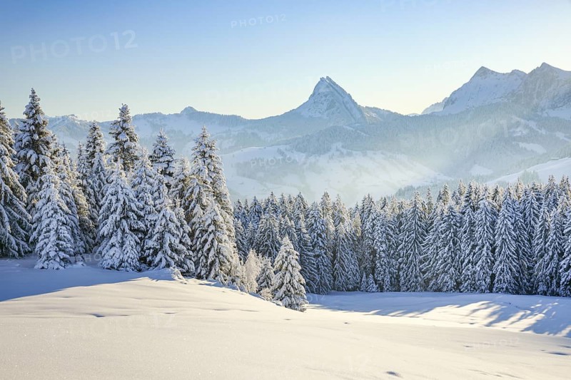 View of Sattelegg with Chöpfenberg in the background, Canton Schwyz, Switzerland