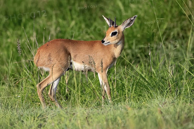 Steenbok (Raphicerus campestris), adult, male, foraging, vigilant, dwarf antelope, Kruger, Kruger National Park, South Africa